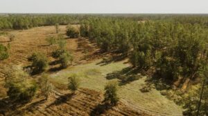 Property photo for land for sale in Levy County Florida