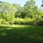 Property photo for land for sale in Amite County Mississippi