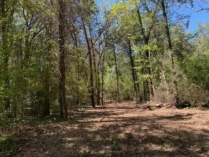 Property photo for land for sale in Titus County Texas