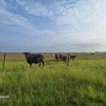 Property photo for land for sale in Chambers County Texas