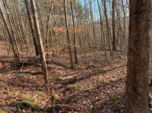 Property photo for land for sale in Claiborne County Tennessee