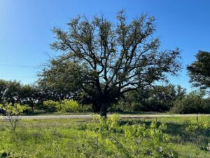 Property photo for land for sale in Brown County Texas