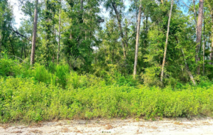 Property photo for land for sale in Suwannee County Florida