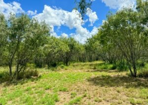 Property photo for land for sale in Bee County Texas