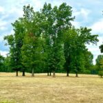 Property photo for land for sale in Cedar County Missouri