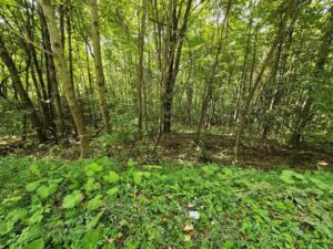 Property photo for land for sale in Buchanan County Virginia