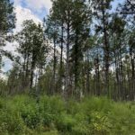 Property photo for land for sale in Amite County Mississippi