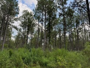 Property photo for land for sale in Amite County Mississippi