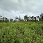 Property photo for land for sale in Anderson County Texas