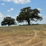 Property photo for land for sale in Wilson County Texas