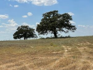 Property photo for land for sale in Wilson County Texas