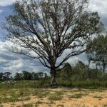 Property photo for land for sale in Amite County Mississippi