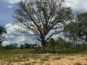 Property photo for land for sale in Amite County Mississippi