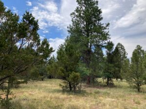 Property photo for land for sale in Ouray County Colorado