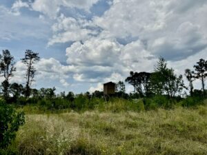 Property photo for land for sale in Amite County Mississippi