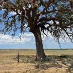 Property photo for land for sale in Wilson County Texas