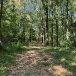 Property photo for land for sale in Wilcox County Alabama