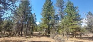 Property photo for land for sale in Modoc County California