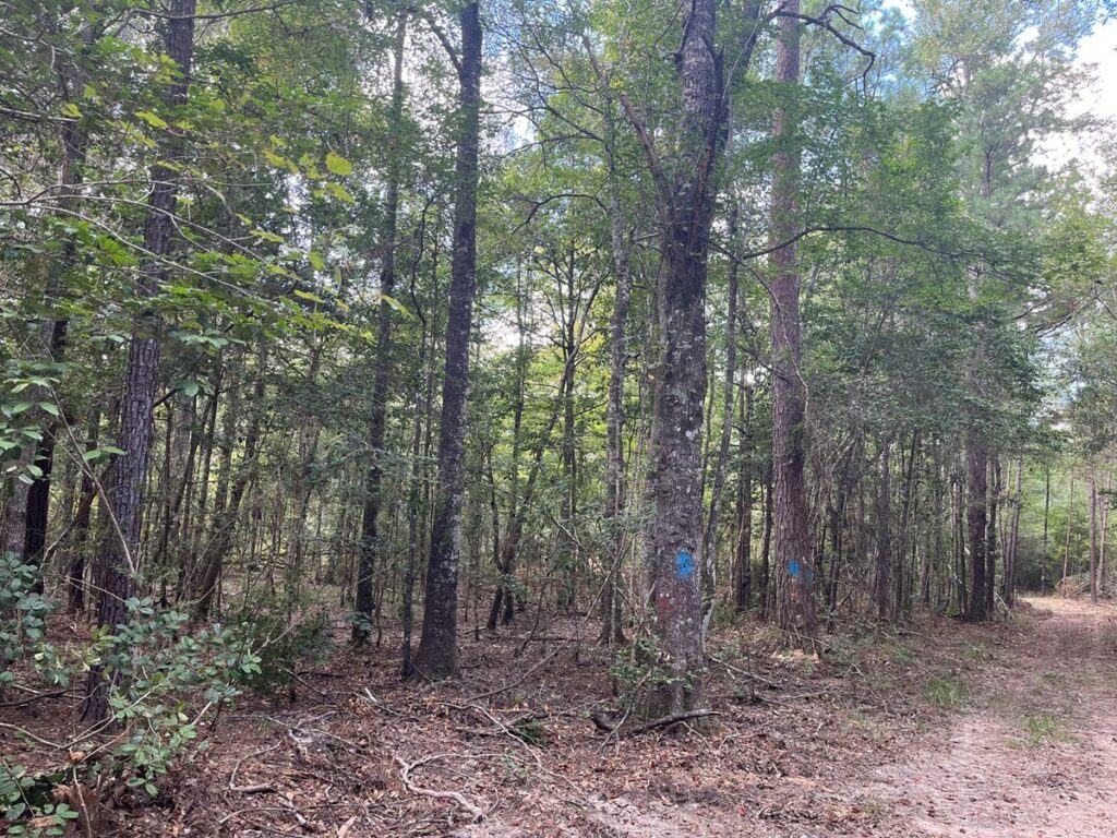 Property photo for land for sale in Allen County Louisiana