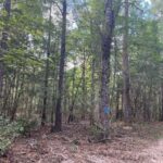 Property photo for land for sale in Allen County Louisiana