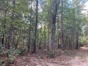 Property photo for land for sale in Allen County Louisiana