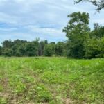 Property photo for land for sale in Morris County Texas