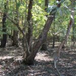 Property photo for land for sale in Boone County Missouri