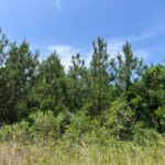 Property photo for land for sale in Union County Arkansas