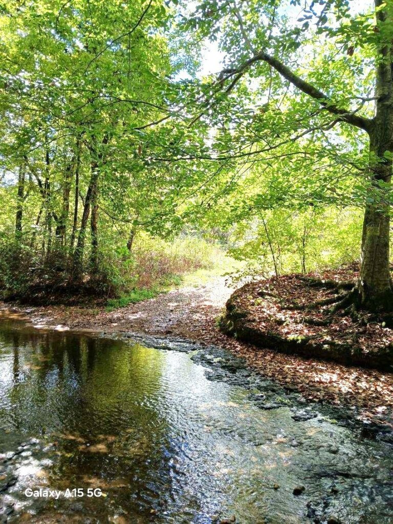 Property photo for land for sale in Lewis County Tennessee