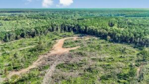 Property photo for land for sale in Amite County Mississippi