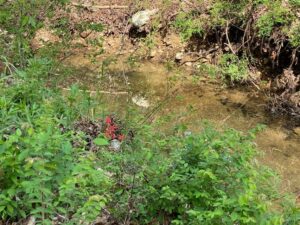 Property photo for land for sale in Fulton County Arkansas