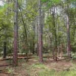 Property photo for land for sale in Ouachita County Louisiana