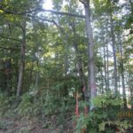 Property photo for land for sale in Lunenburg County Virginia