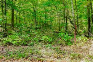 Property photo for land for sale in Pickett County Tennessee