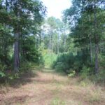 Property photo for land for sale in Lincoln County Mississippi