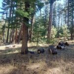 Property photo for land for sale in Modoc County California