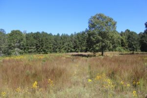 Property photo for land for sale in Franklin County Mississippi