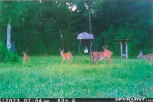 Property photo for land for sale in Pike County Mississippi