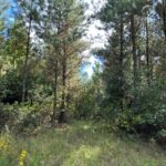 Property photo for land for sale in Bradley County Arkansas