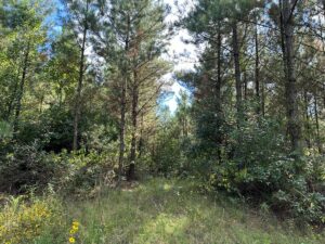 Property photo for land for sale in Bradley County Arkansas