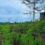 Property photo for land for sale in Jackson County Mississippi