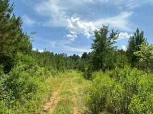 Property photo for land for sale in Lafayette County Arkansas