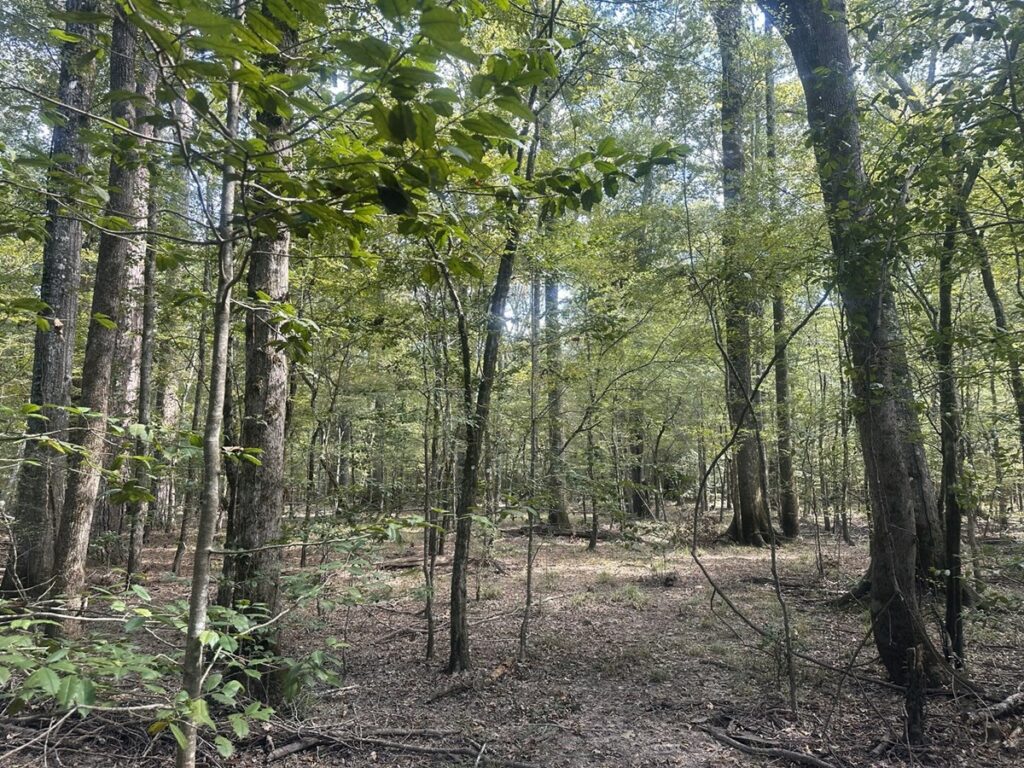 Property photo for land for sale in Bradley County Arkansas