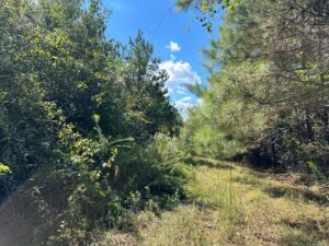 Property photo for land for sale in Bradley County Arkansas