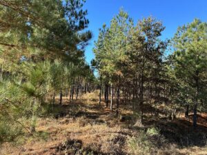 Property photo for land for sale in Ashley County Arkansas