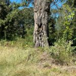 Property photo for land for sale in Cass County Texas