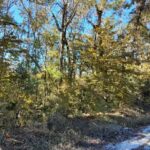 Property photo for land for sale in Dixie County Florida