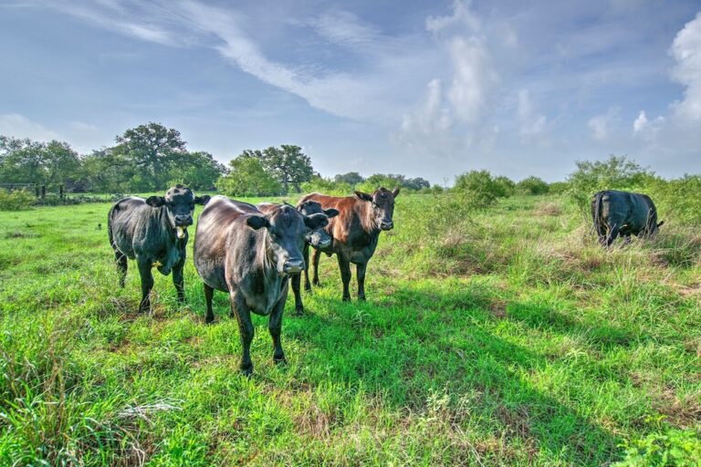 Cattle and Crop Production