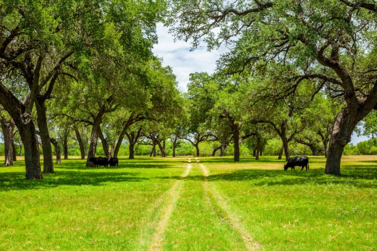 Photo of Piece of Texas Paradise