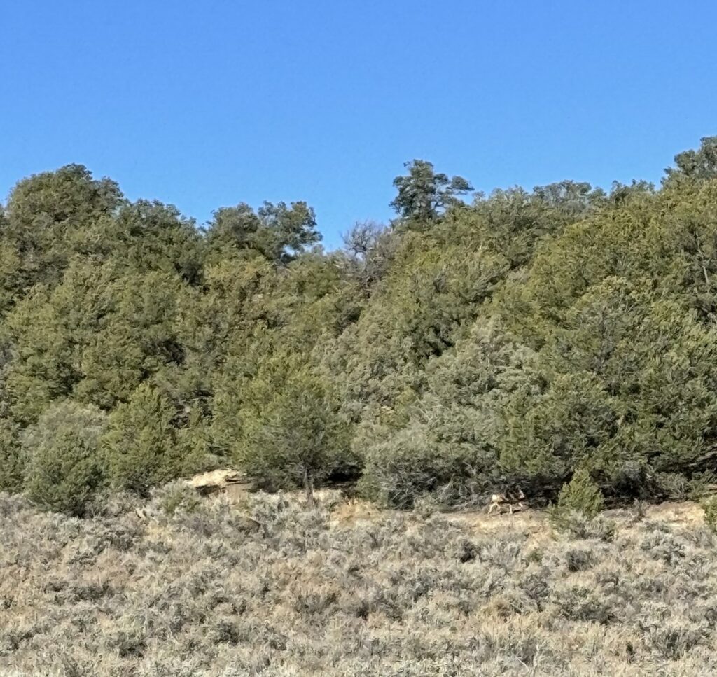 Property photo for land for sale in Rio Arriba County New Mexico